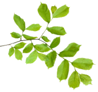 Green Acres Homes - Leaf 3