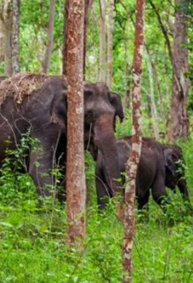 Green Acres Homes - Wildlife